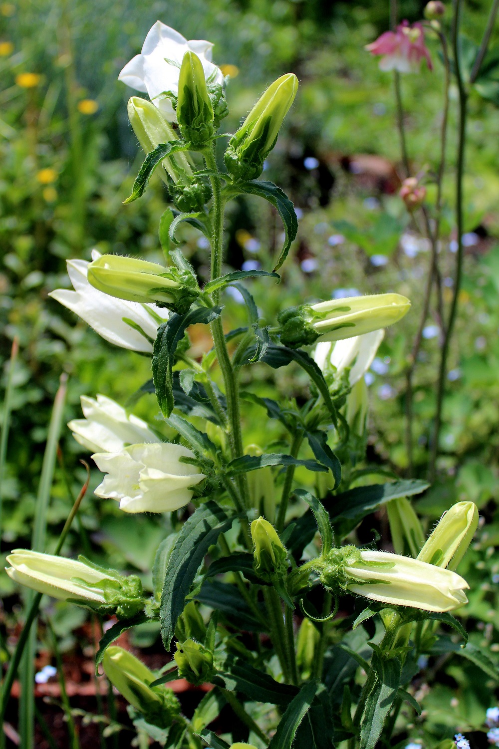 Marienglockenblume,Prachtmischung,Campanula medium,Blume,Chrestensen,5305910,PG1 