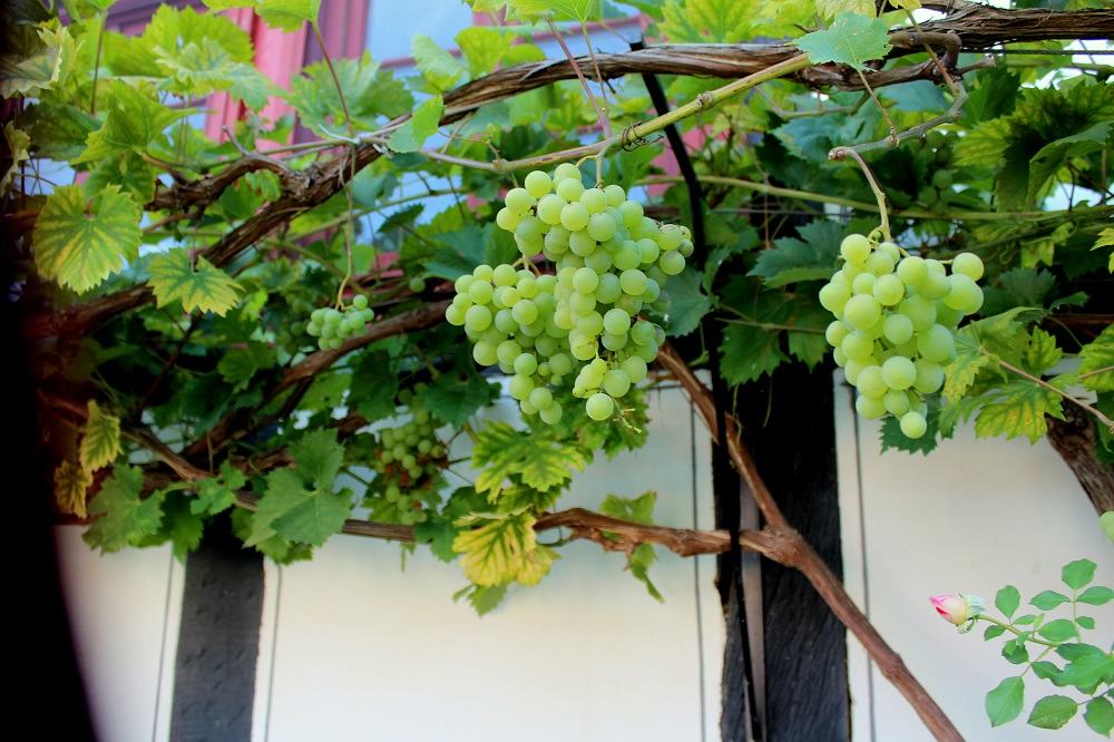 Der Garten im Oktober Garten Wissen