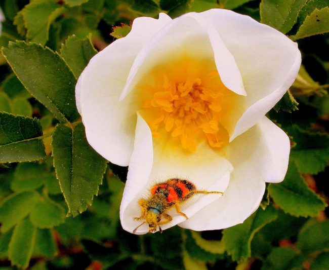 bibernellrose_mit_kaefer_mai