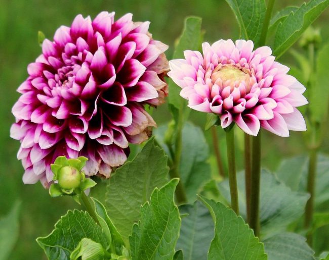 dahlien_im_juli01