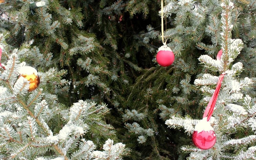 Die Gartenpflege im Dezember Garten Wissen