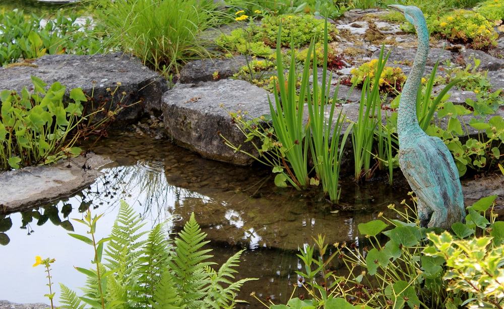 farn_am_teichrand Garten Wissen