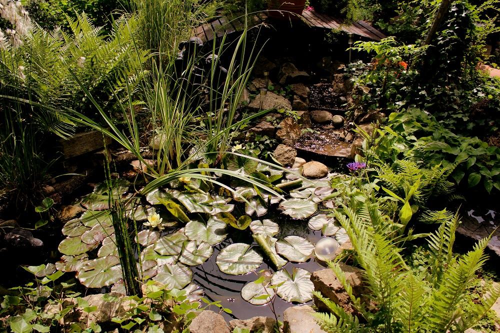 Winterharte Farne richtig anpflanzen | Garten Wissen
