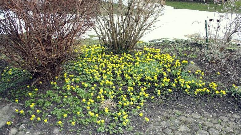 Die Gartenpflege im Februar Garten Wissen