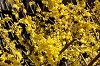 forsythien