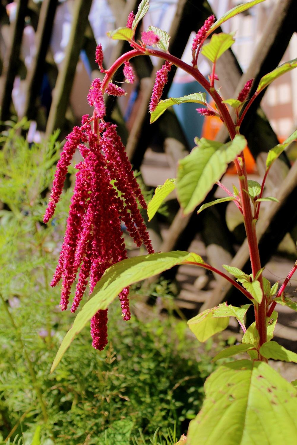 fuchsschwanz Garten Wissen