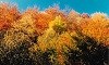 herbstfaerbung