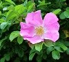 hundsrose