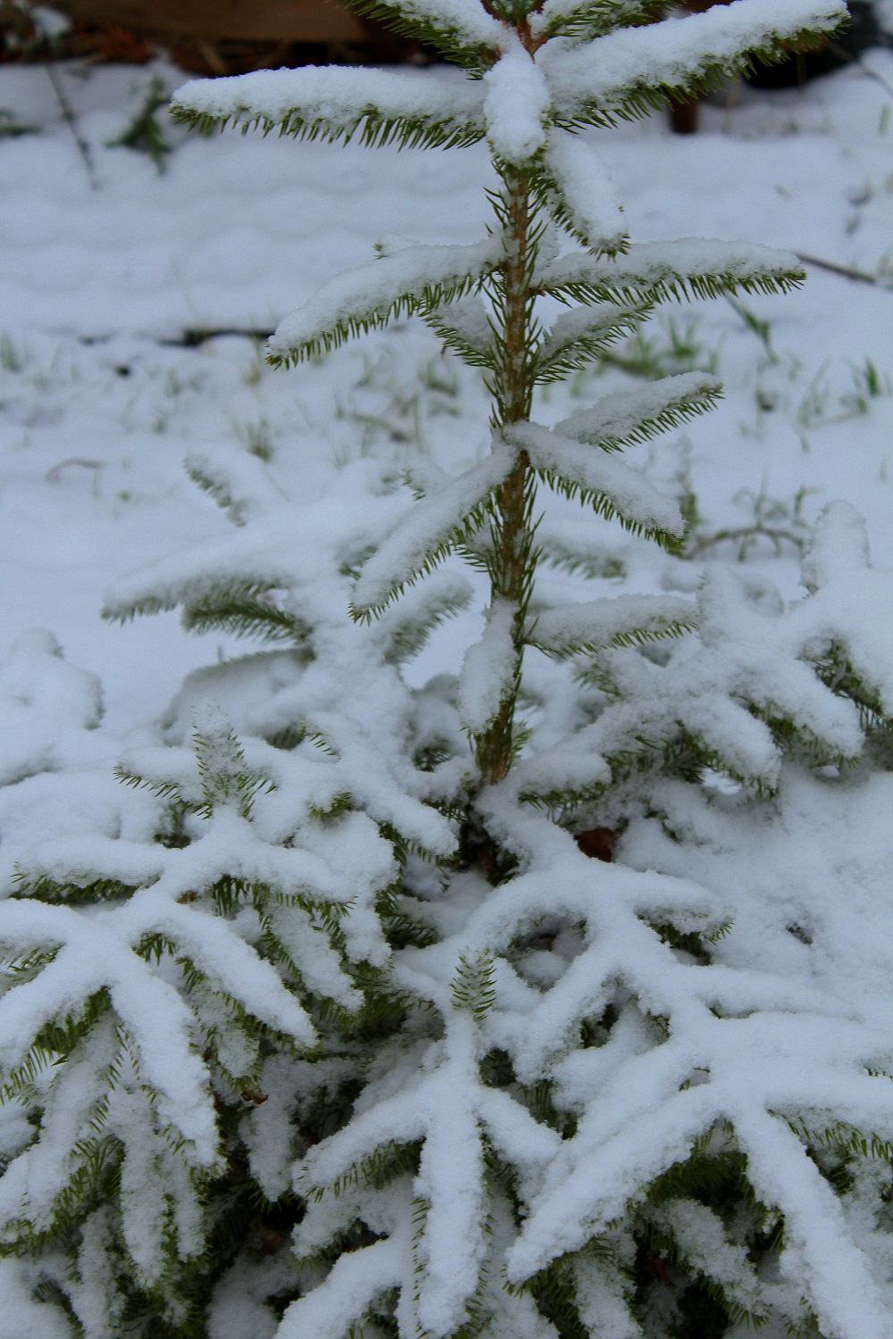 januar_10 Garten Wissen