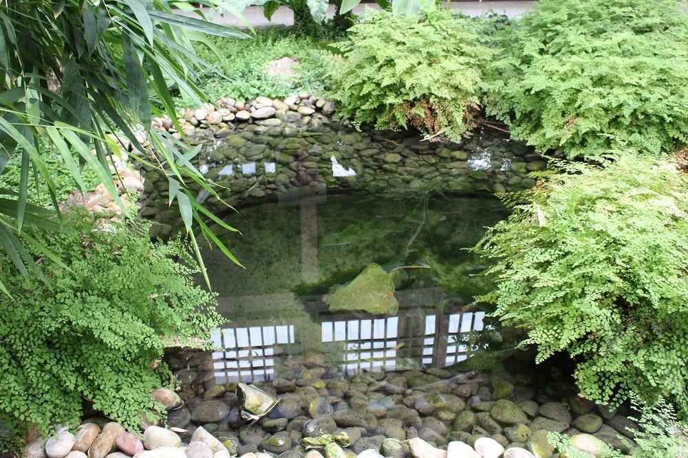 Gestaltung mit Farnen Garten Wissen