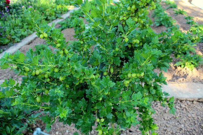 stachelbeeren_anfang_juni