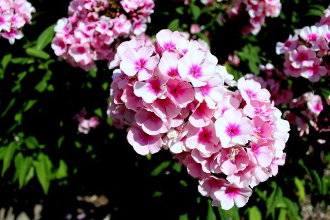 staudenphlox