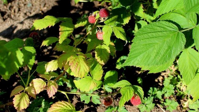 strauchhimbeeren_im_ jul