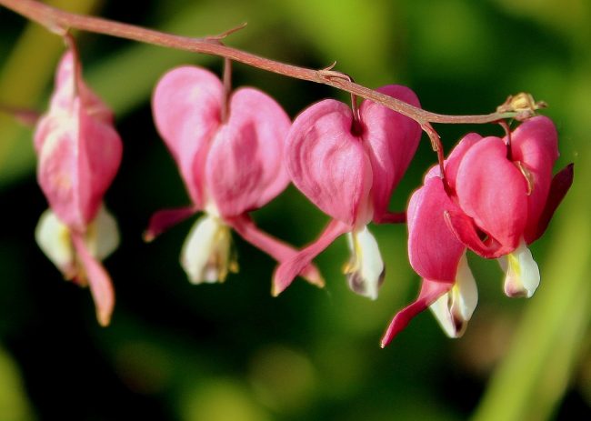 Tränendes Herz (Dicentra spectabilis) Garten Wissen