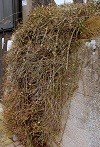 winterjasmin