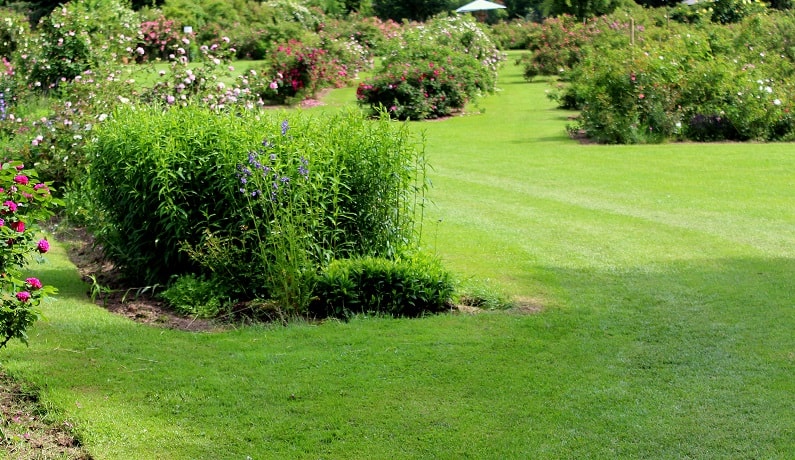 Rasen oder Wiese? Garten Wissen