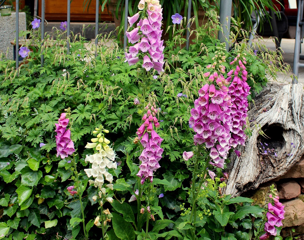 Gartenpflanzen