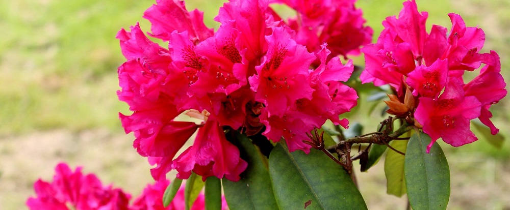 rhododendron_titelbild