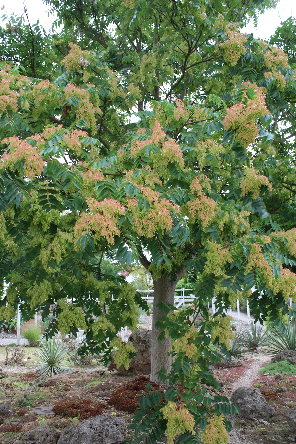 Götterbaum (Ailanthus altissima) Garten Wissen