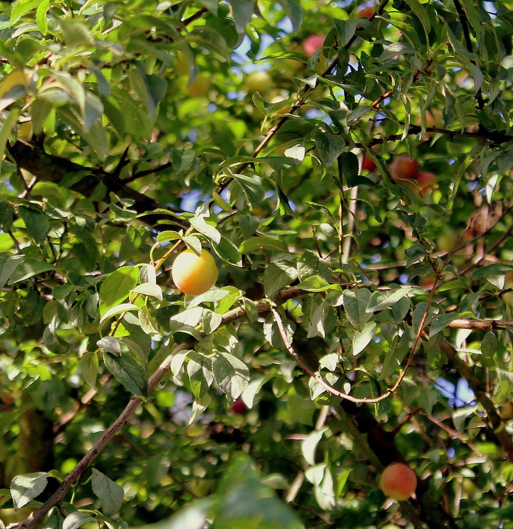 mirabellenbaum_01 Garten Wissen
