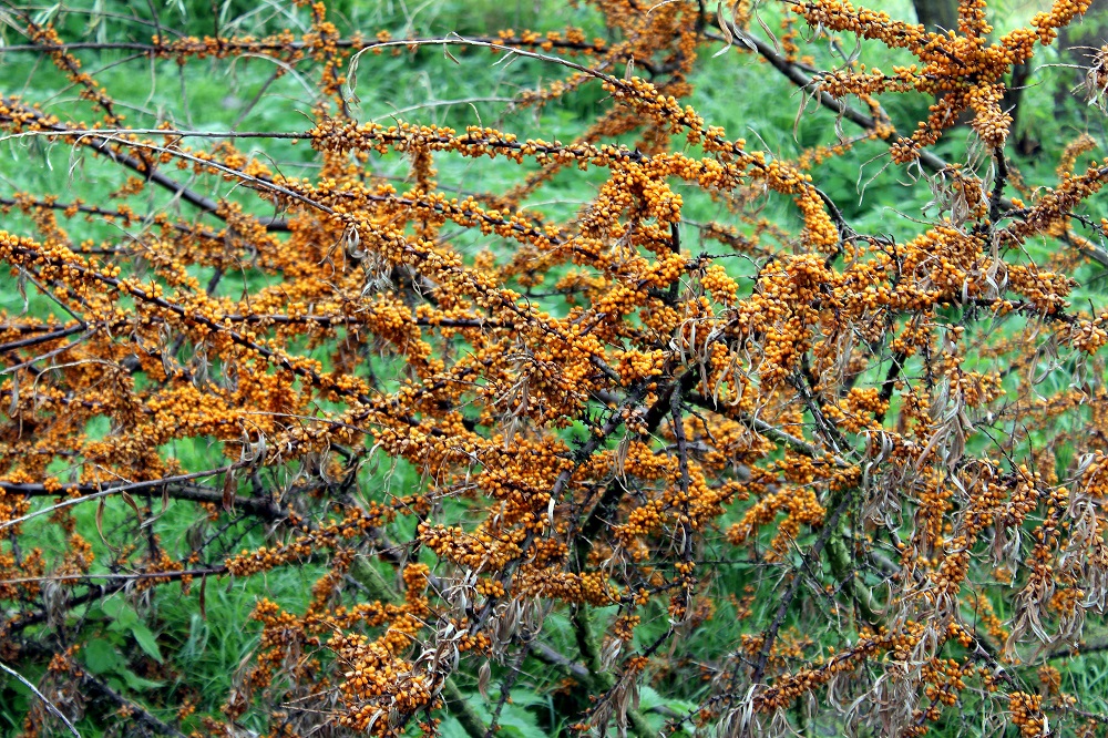 Sanddorn (Hippophae rhamnoides) | Garten Wissen