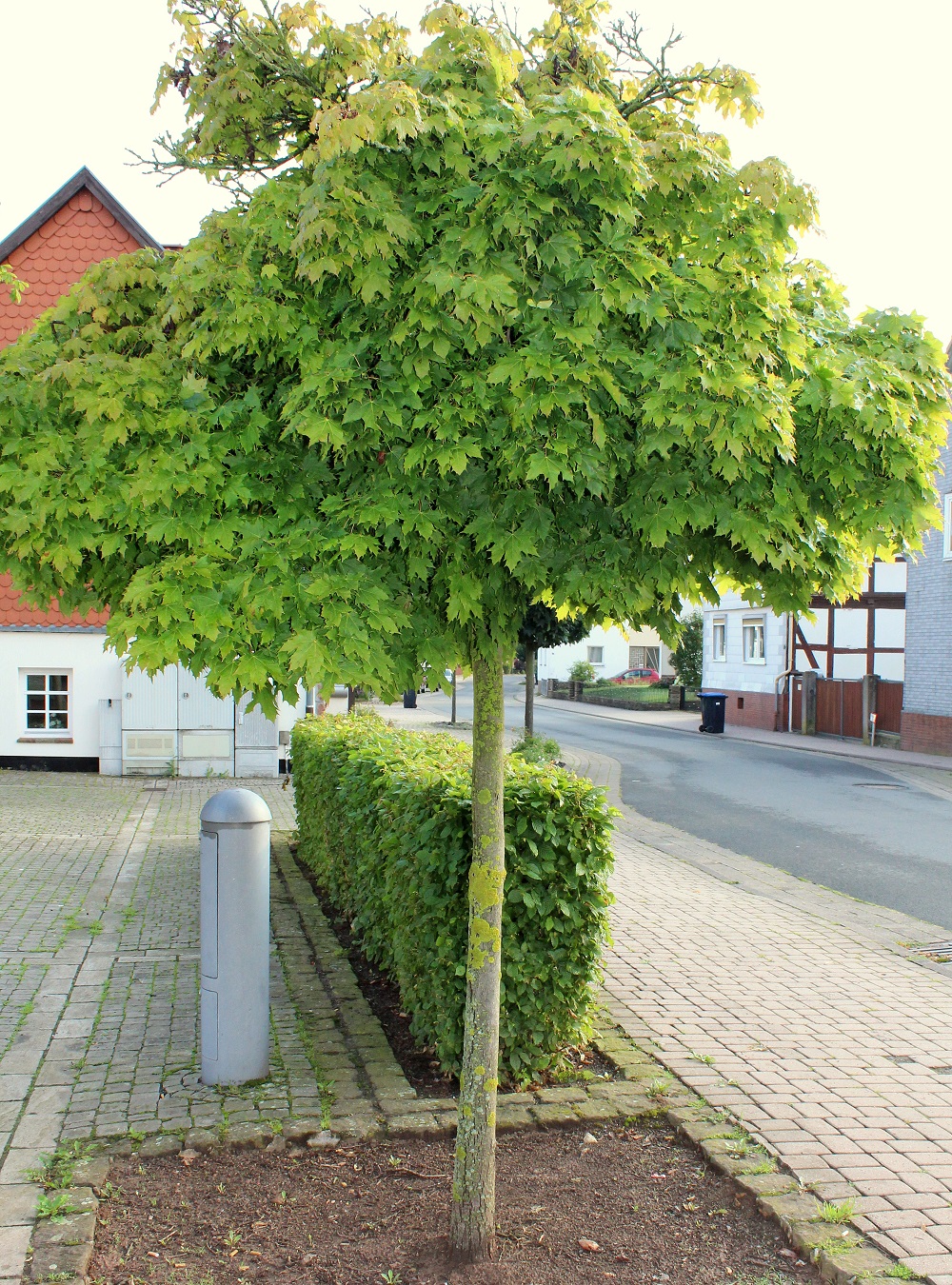 SpitzAhorn (Acer platanoides) Ahornbäume Garten Wissen