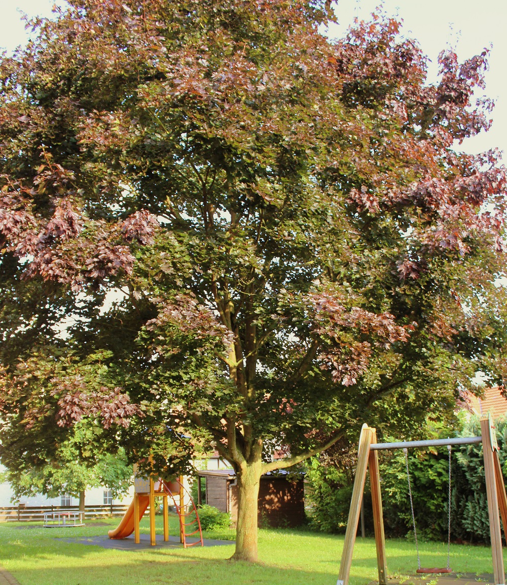 Wissen Garten Wissen Garten
