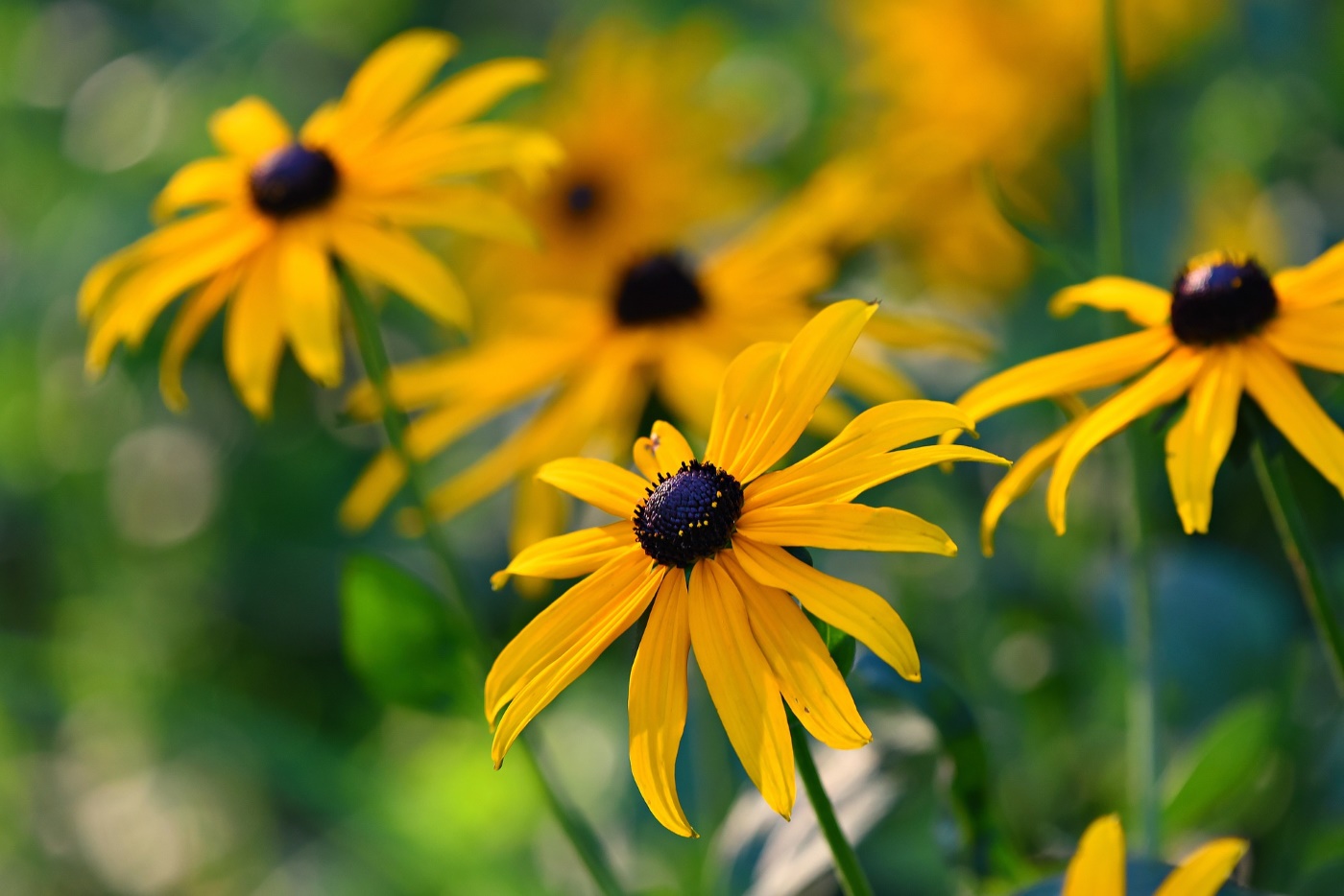 Rauer Sonnenhut (Rudbeckia hirta) Sonnenhut Garten Wissen
