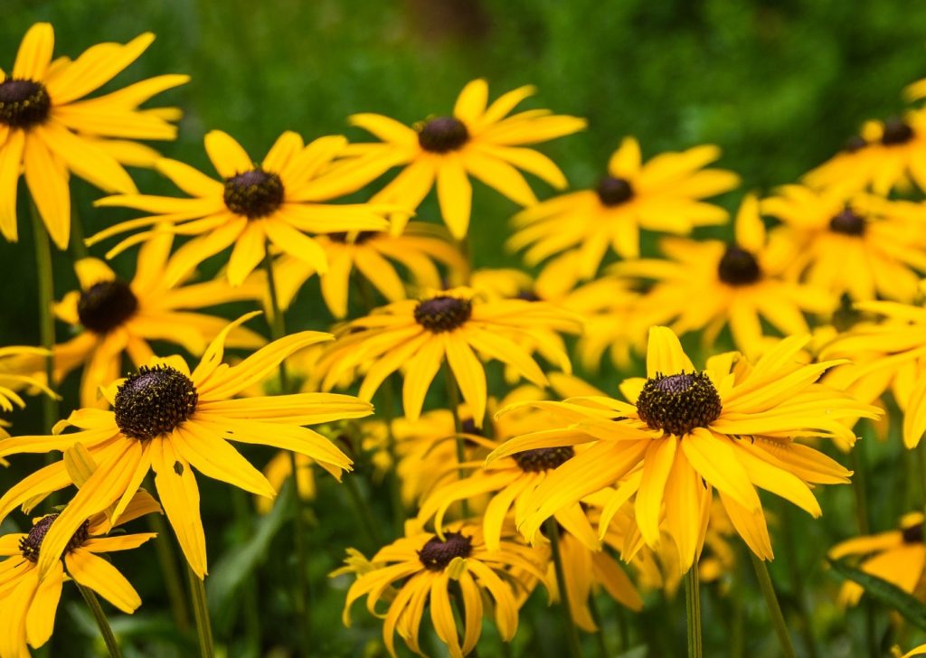 rudbeckia hirta "goldilocks"