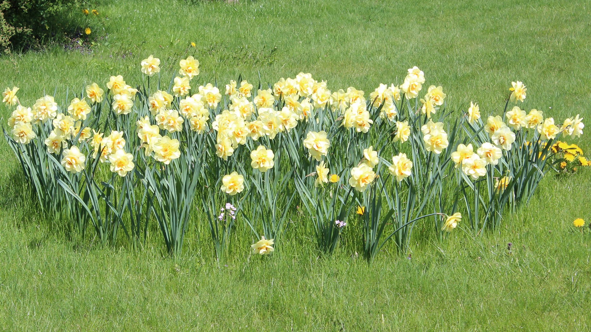 Verwendung der Narzissen Garten Wissen