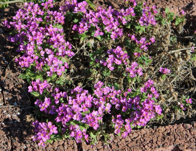 Blaukissen (Aubretia x cultorum) Garten Wissen