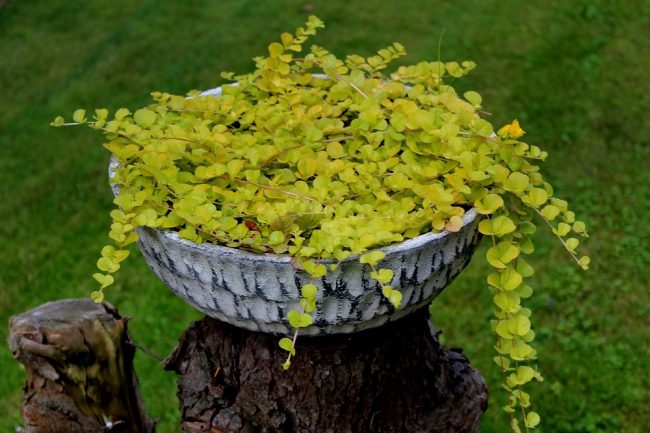 Pfennigkraut (Lysimachia nummularia) Garten Wissen