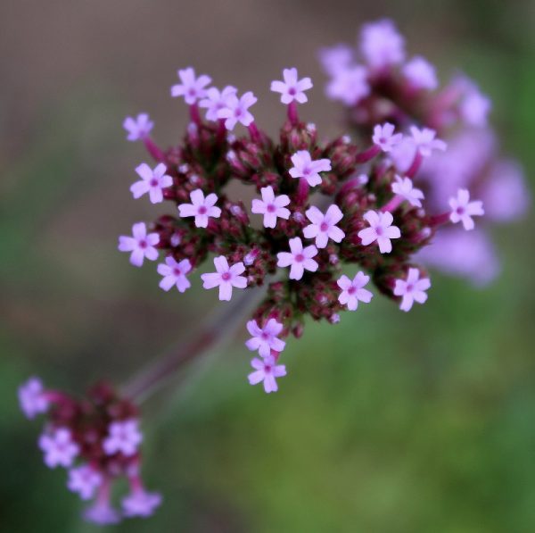 Patagonisches Eisenkraut (Verbena bonariensis) | Garten Wissen