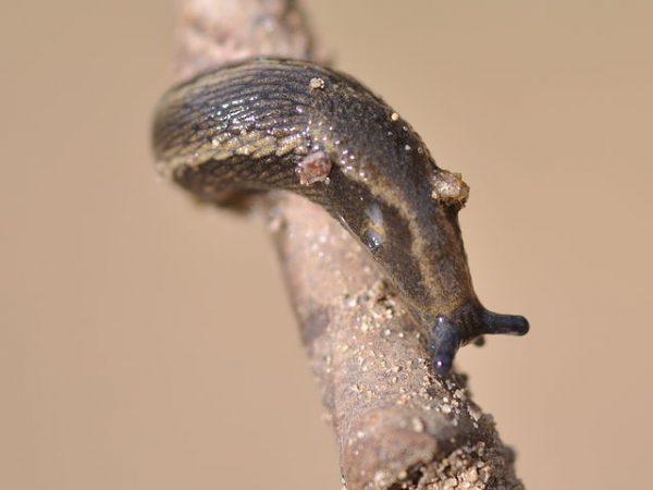 Nacktschnecken Garten Wissen