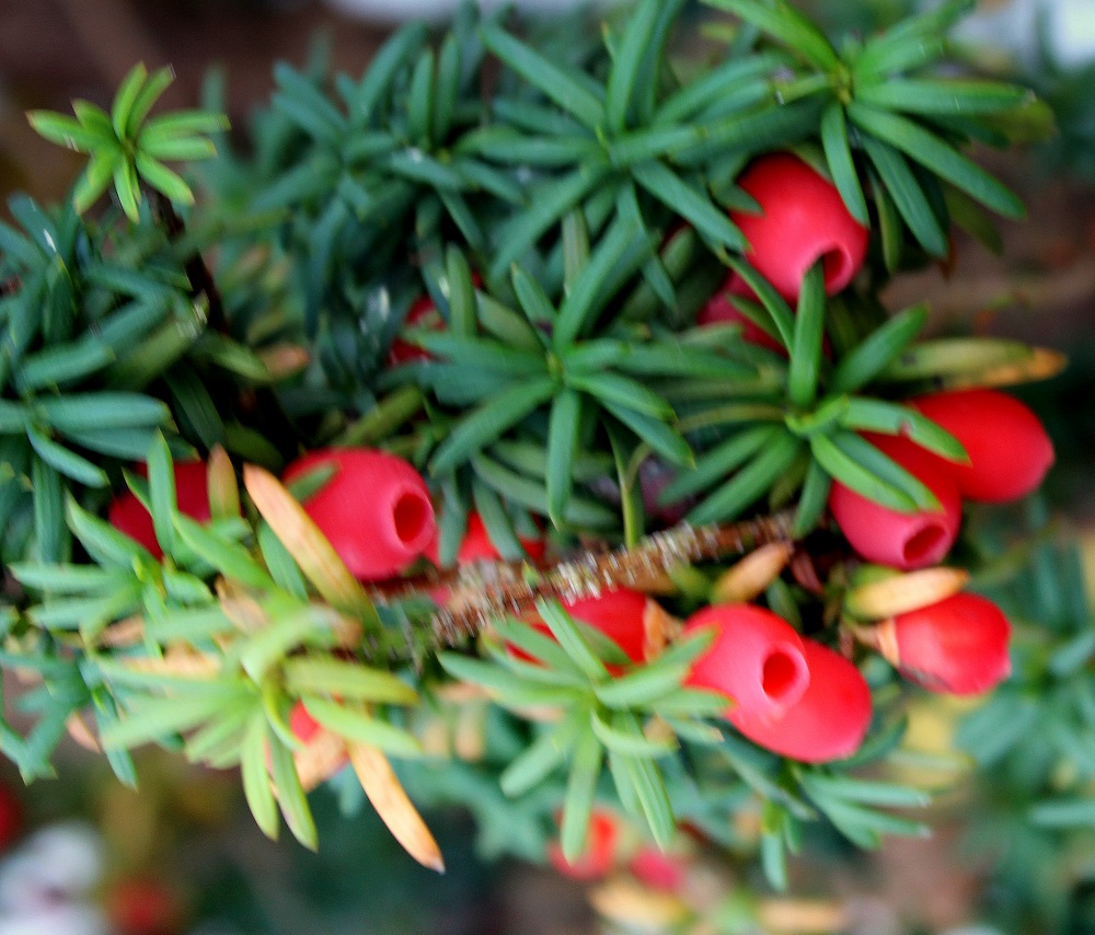 Gemeine Eibe (Taxus baccata) Nadelbäume Garten Wissen