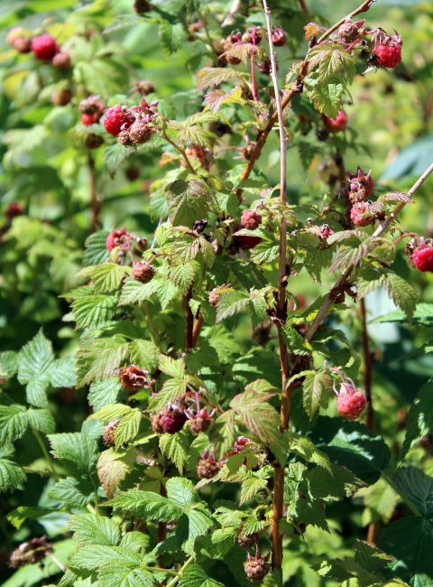 Himbeere (Rubus idaeus) Nutzsträucher Garten Wissen
