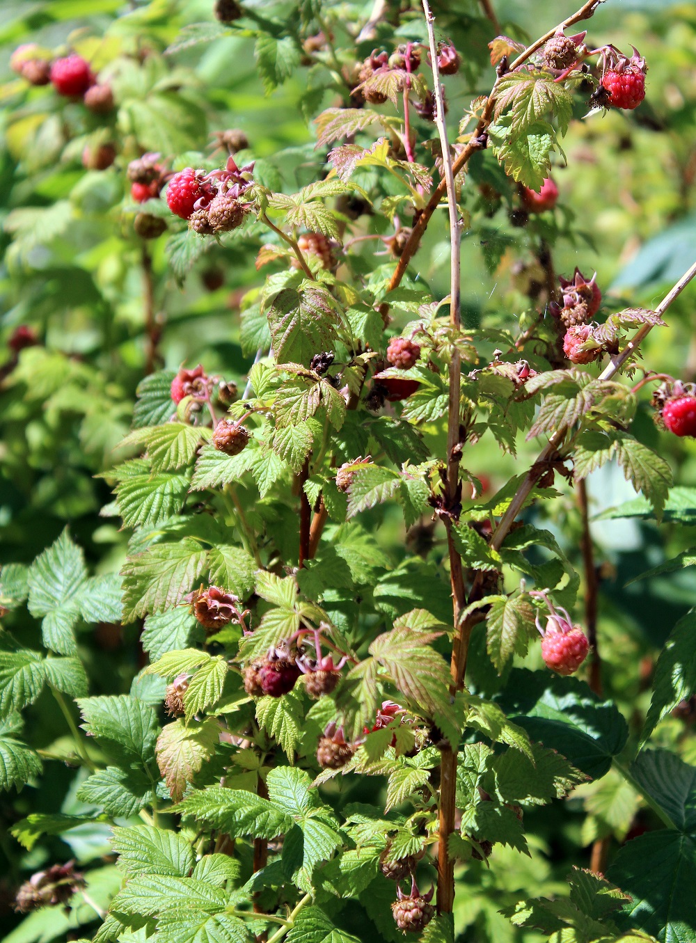 Himbeere (Rubus idaeus) | Himbeersträucher | Garten Wissen