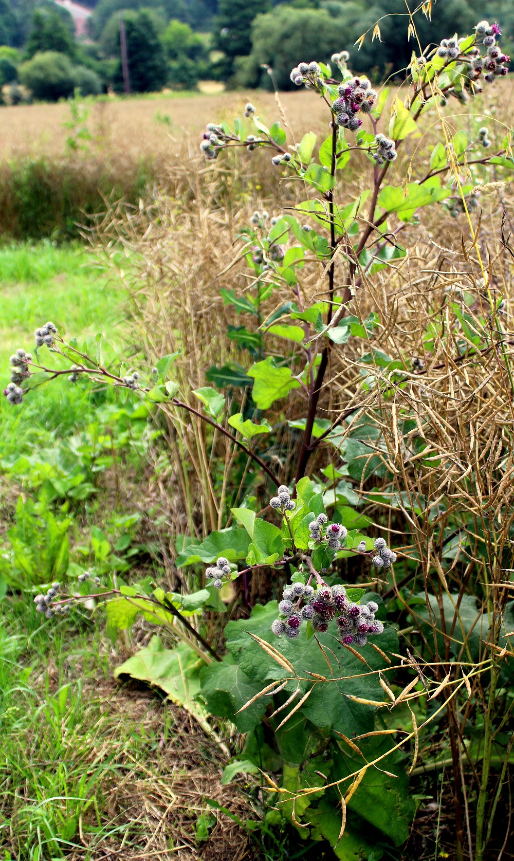 Filzige Klette (Arctium tomentosum) Kletten Garten Wissen
