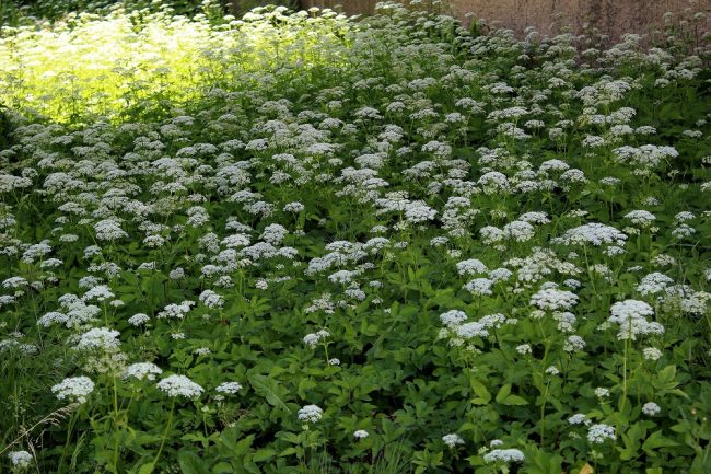 Giersch (Aegopodium podagraria) Garten Wissen