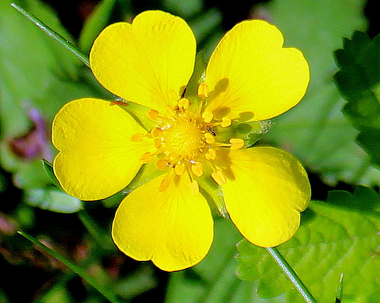 Kriechendes Fingerkraut (Potentilla reptans) | Garten Wissen