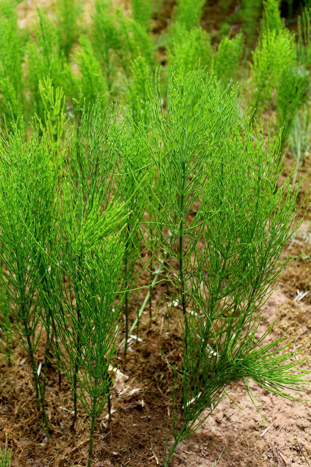 acker_schachtelhalm_02 Garten Wissen