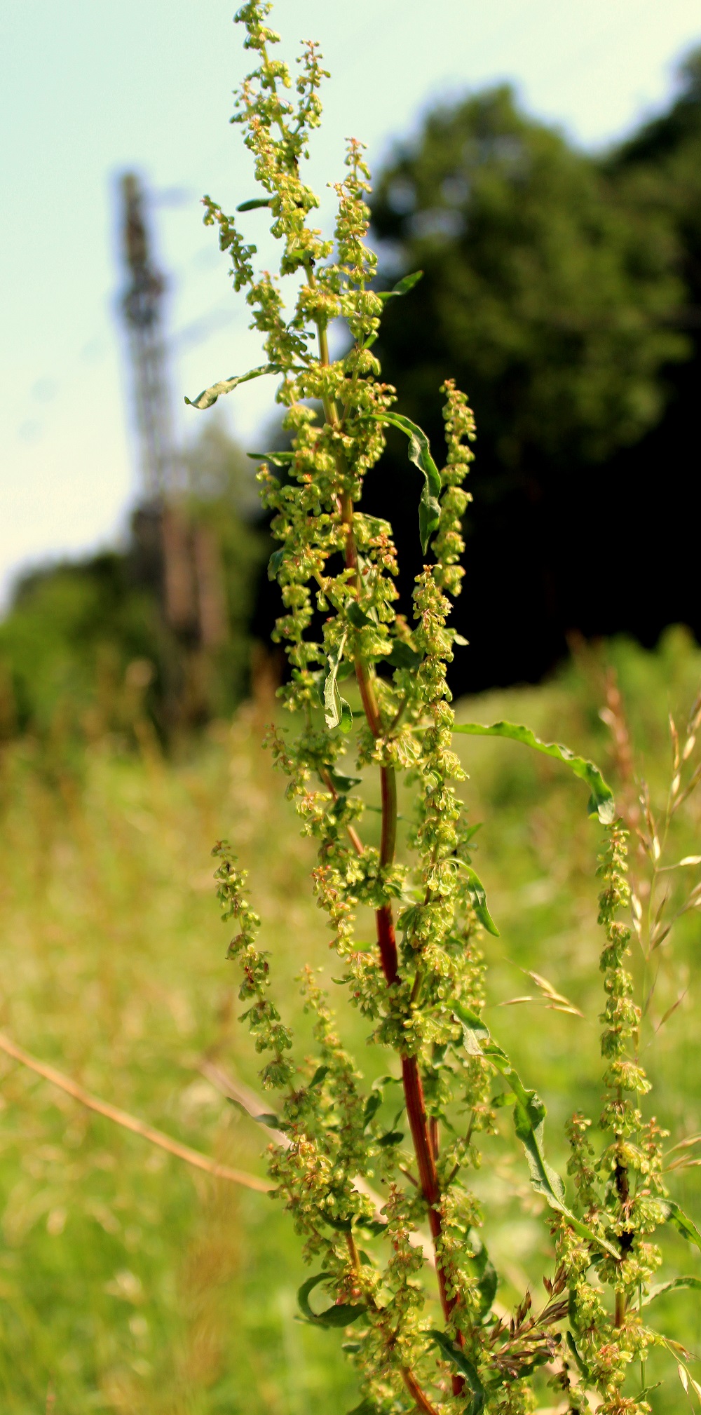 Krauser Ampfer (Rumex crispus) Garten Wissen