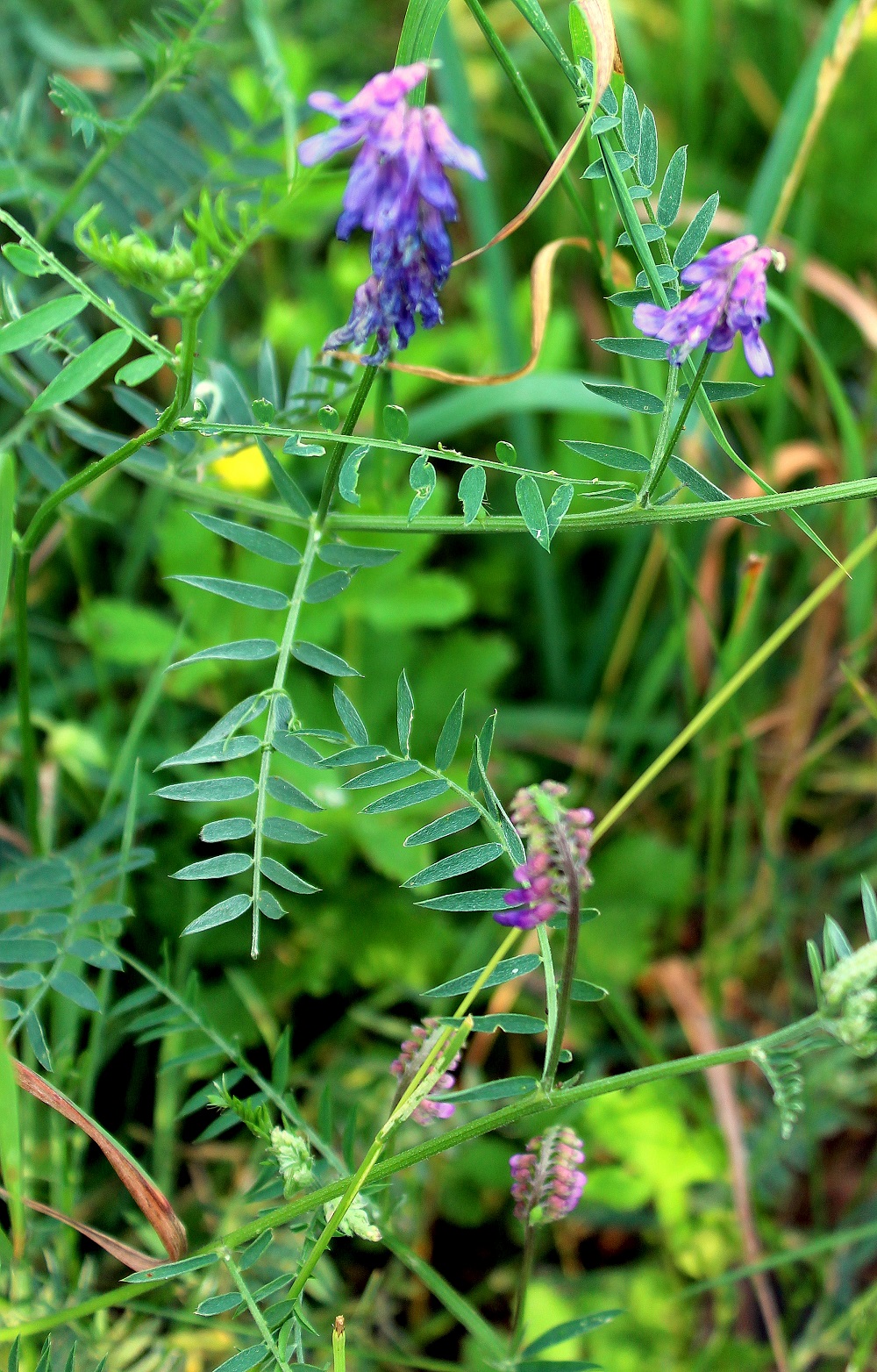 Zaun-Wicke (Vicia sepium) | Gartenunkräuter | Garten Wissen