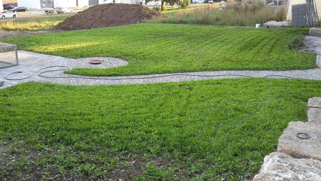 Den Rasen nach der Aussaht mähen so macht man es richtig Garten Wissen