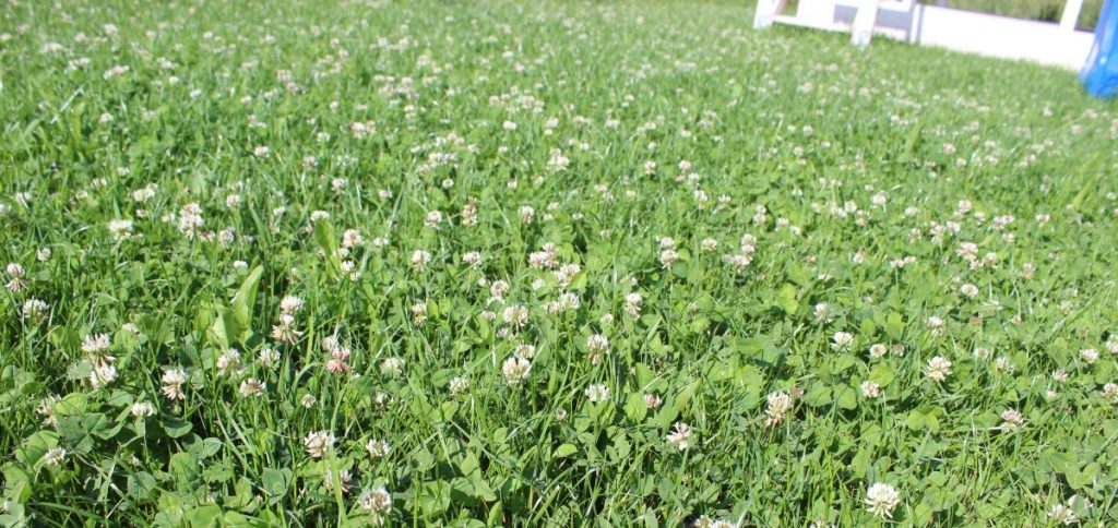 Blühende Wiese anstatt Rasen