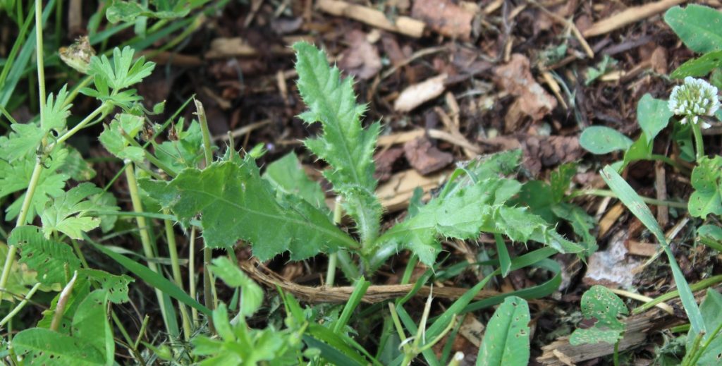 Disteln bekämpfen mit wirksamen Hausmitteln Garten Wissen