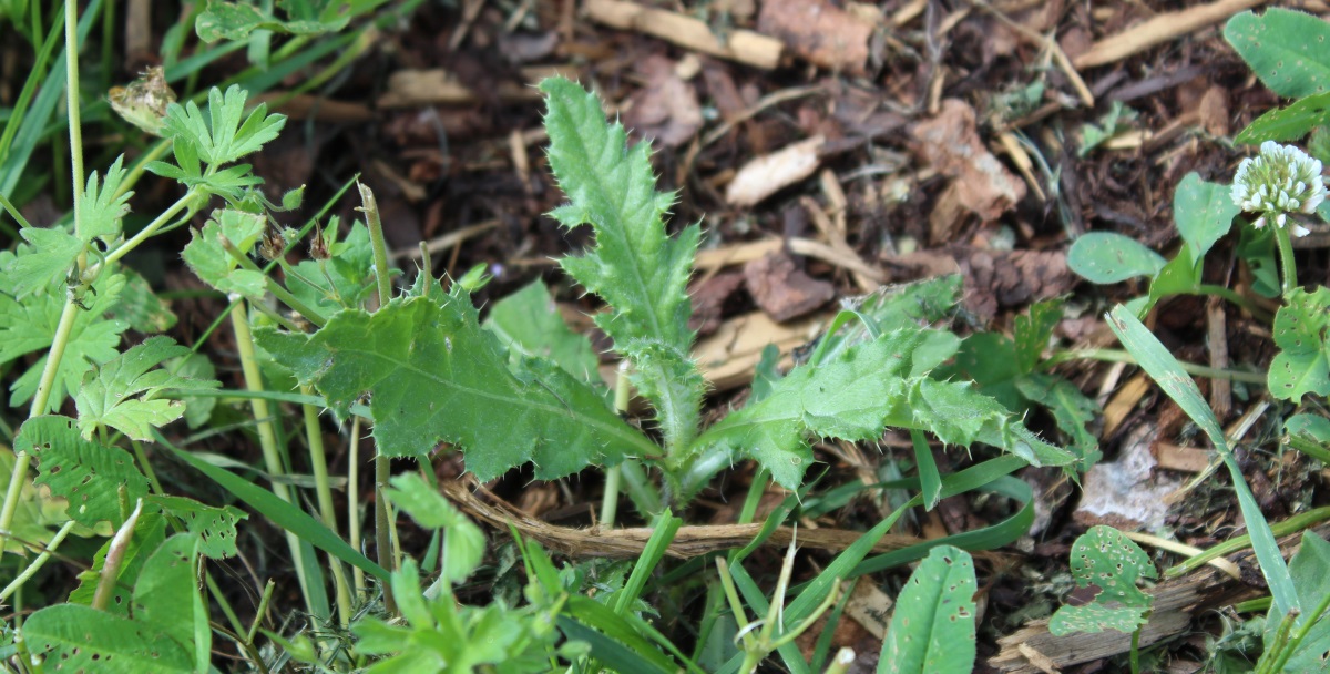 Disteln entfernen Wirksame Hausmittel Garten Wissen