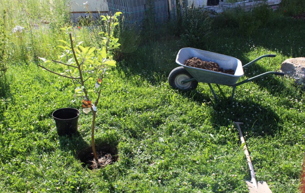 Pflanzloch für den Apfel-Familienbaum
