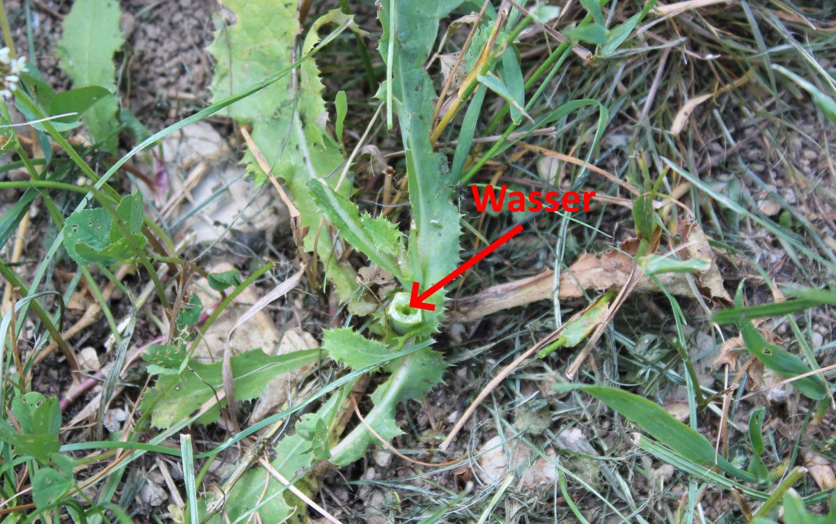 Disteln entfernen Wirksame Hausmittel Garten Wissen