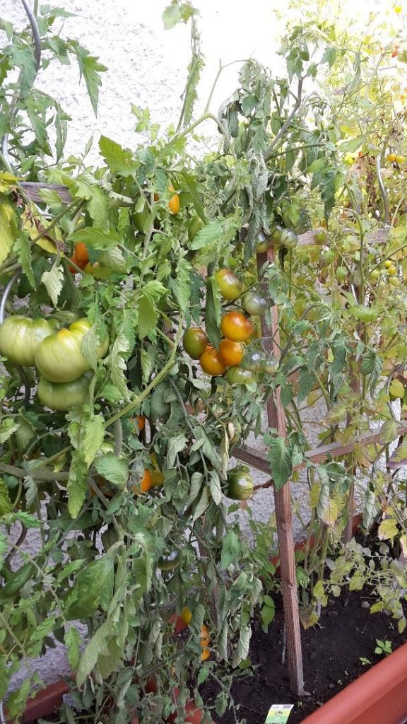 Hängende Tomaten, nun muss man gießen
